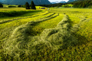 Heuernte am Schmalensee. Das geschnittene Gras liegt zum trocknen in Bahnen auf dem feld aus. Heuernte am Schmalensee. Das geschnittene Gras liegt zum trocknen in Bahnen auf dem feld aus.